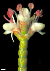 Veronica annulata. Terminal inflorescence. Scale = 1 mm.
 Image: W.M. Malcolm © Te Papa CC-BY-NC 3.0 NZ